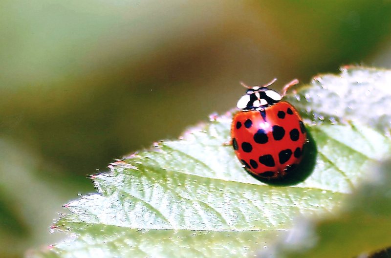 coccinelle da ID